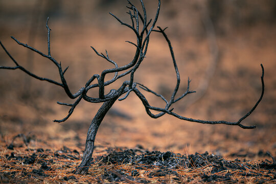 Burned Treets after a Forest Fire