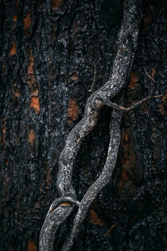 Burned Treets after a Forest Fire