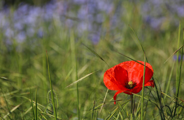 Obraz premium coquelicot rouge au milieu d'un champ de lin bleu