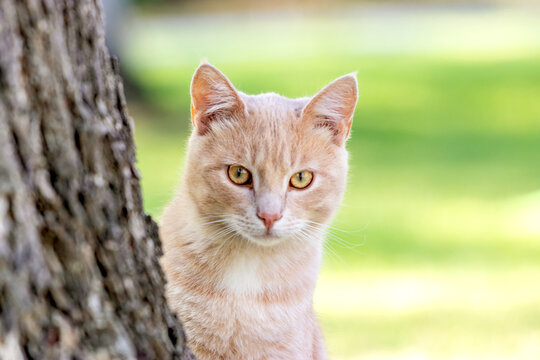 Close-up of a ginger/yellow cat next to a tree trunk playing in the back yoard with a lot of copy space.
