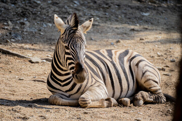 Fototapeta na wymiar Zebra is lying on the ground.