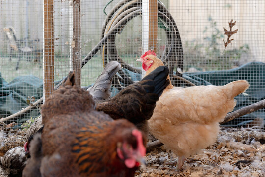 Chickens on a farm