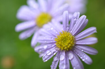 morning dew flower