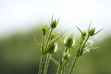 green cutleaf teasel buds closeup view with blurred background