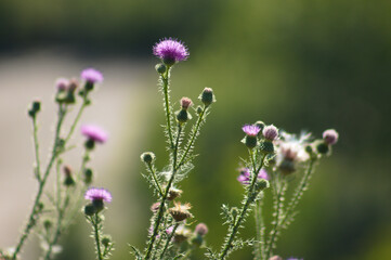 Spiny plumeless thistle flowers closeup view with green blurred background