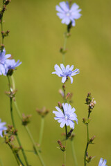 Blue common chicory flowers closeup view with green blurred background