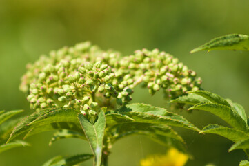 Green dwarf elder buds closeup view with green blurred background