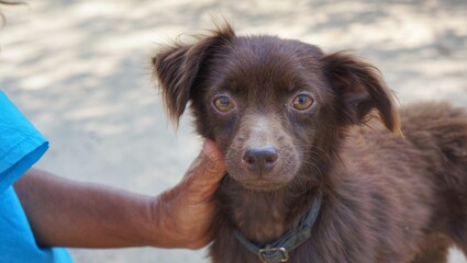 Cute brown puppy looking strait to the camera