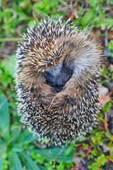 A hedgehog in the garden/Un hérisson dans le jardin
