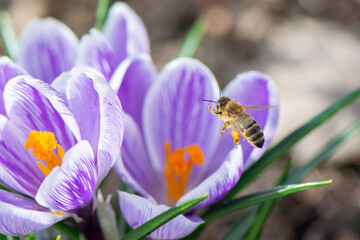 pszczoła na krokusach © Michal Kruk
