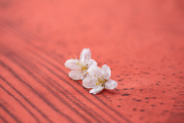 Fototapeta na wymiar 赤い背景と桜の花