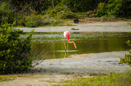 flamingo from Galapagos Island