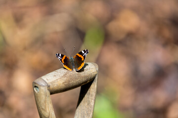 Red admiral butterfly on a spade handle enjoy the warm Spring sunshine
