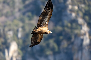 Griffon vulture