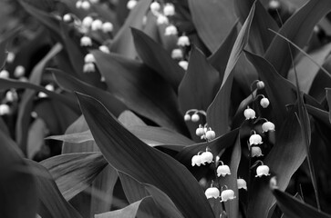 stylized black and white image of a glade of May lilies of the valley