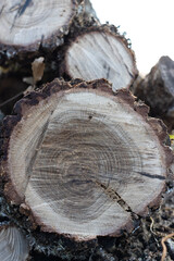 Naklejka premium Vertical close-up of cut wood logs prepared for firewood