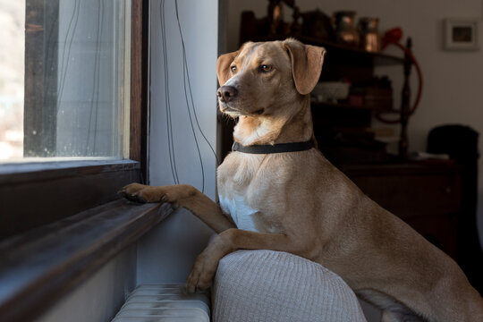 Dog awaits at home.