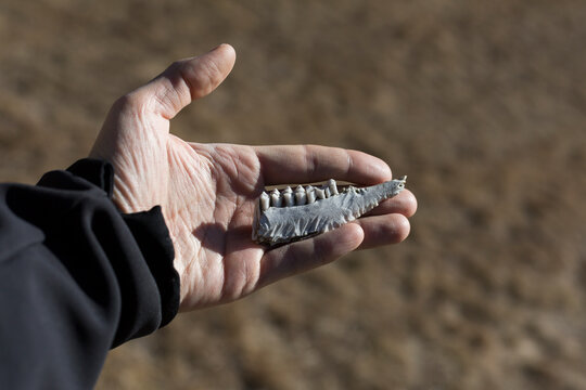 jaw skeleton of an animal