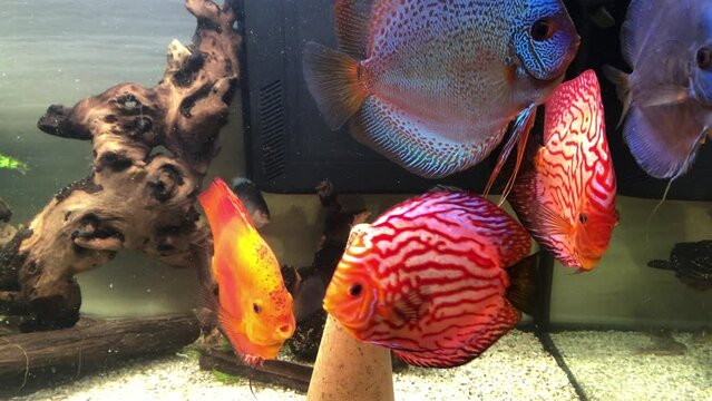 Diskusfische im Aquarium, Buntbarsche.
