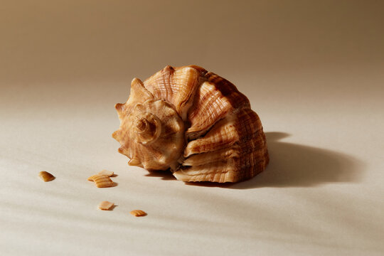 Seashell