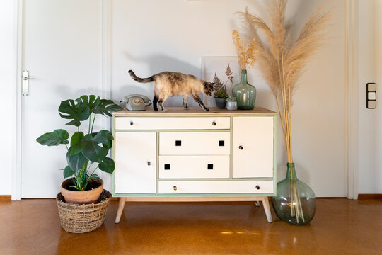 Cute cat on chest of drawers with retro dial phone