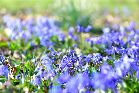 Sibirischer Blaustern in Lindener Berg.Hannover,Deutschland.