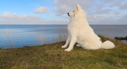 samoyed dog sitting on the coast
