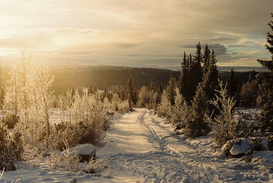 Imágenes de Snowfall: descubre bancos de fotos, ilustraciones, vectores