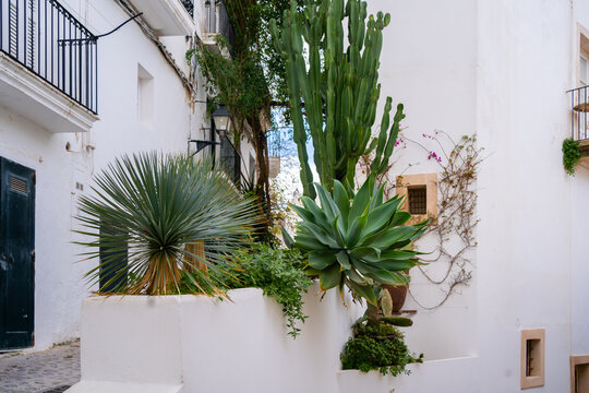 Garden With Cactus On A Mediterranean Town.