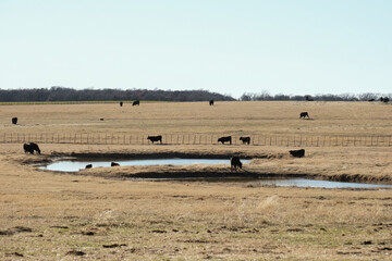 Fototapeta na wymiar Expanse of Texas landscape with black angus beef cattle grazing.