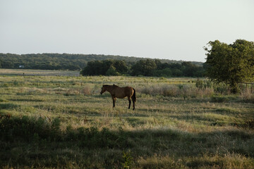 Dun horse in rural Texas landscape on ranch with scenic background of pasture field.