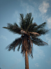 Fototapeta na wymiar Coconut tree with light sunset colours and blue background