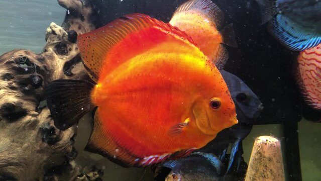 Diskusfische im Aquarium, Buntbarsche.