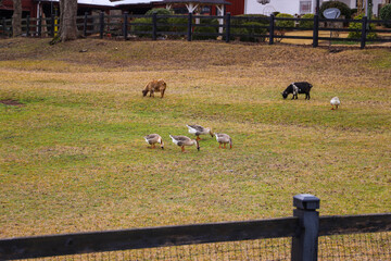brown and white geese, a small black horse and a small brown horse grazing on green and yellow grass on the farm surrounded by a wooden fence, bare winter trees and a white house in Marietta Georgia - Powered by Adobe