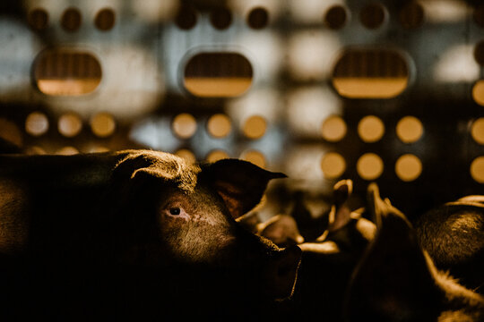 Pigs Await Fate In A Meat Truck 