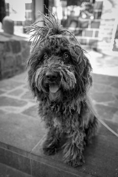 A dog with a hair bun.