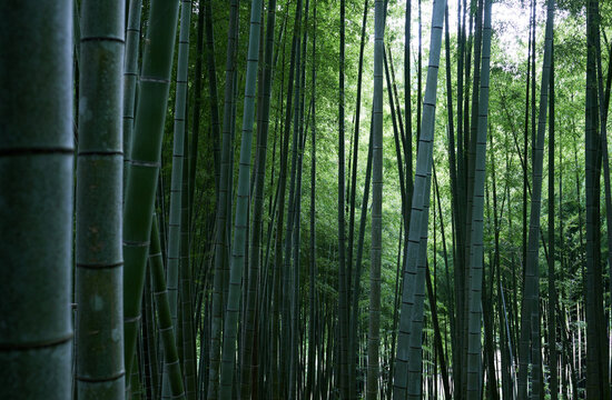 Closeup quiet bamboo forest