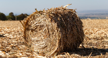Harvesting. Round bales made from corn stalks. Agriculture in the steppe.