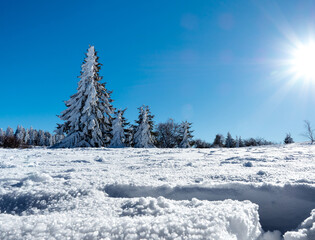 Huge Christmas trees under a thick layer of snow against a clear blue sky