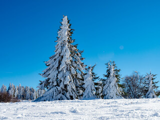 Huge Christmas trees under a thick layer of snow against a clear blue sky