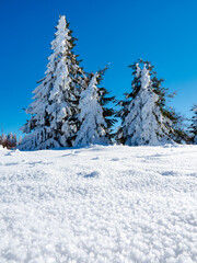 Huge Christmas trees under a thick layer of snow against a clear blue sky