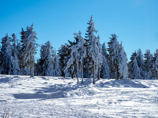 Huge Christmas trees under a thick layer of snow against a clear blue sky