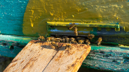 Rural apiary and honey production. Bee hive. A swarm of bees in a beehive in an apiary.