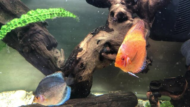 Diskusfische im Aquarium, Buntbarsche.