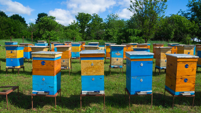 Rural apiary and honey production. Bee hive. A swarm of bees in a beehive in an apiary.