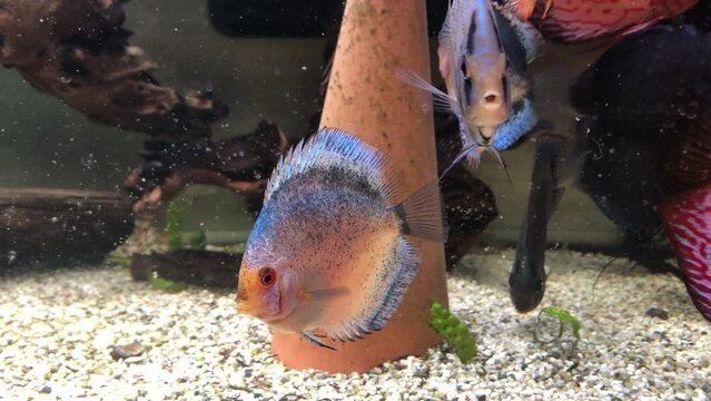 Diskusfische im Aquarium, Buntbarsche.