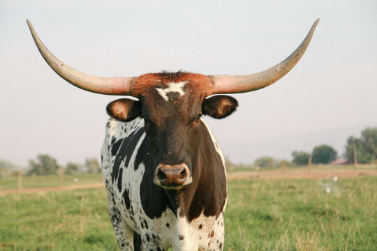black and white long horn cow