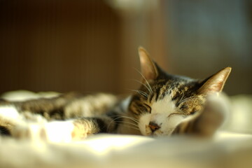 Portrait of napping tabby cat
