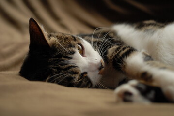 Portrait of napping tabby cat