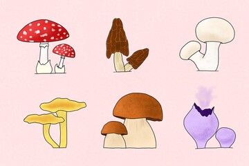 Assorted mushrooms illustration